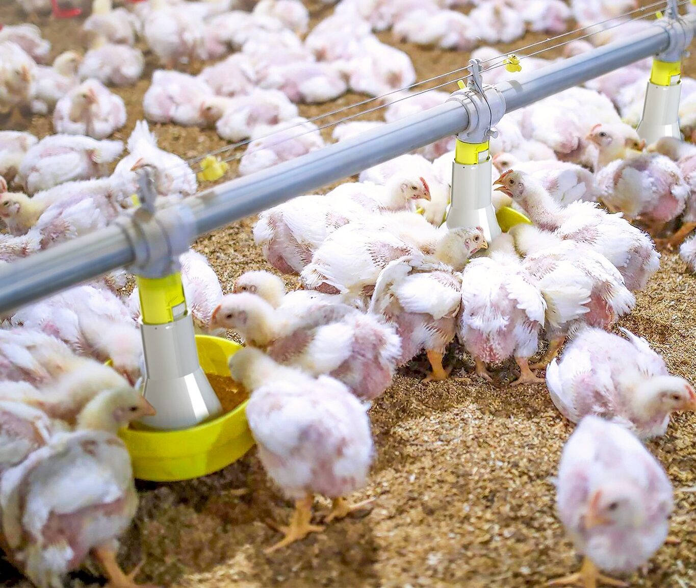 481340119_1312626400060148_3847544684770266777_n