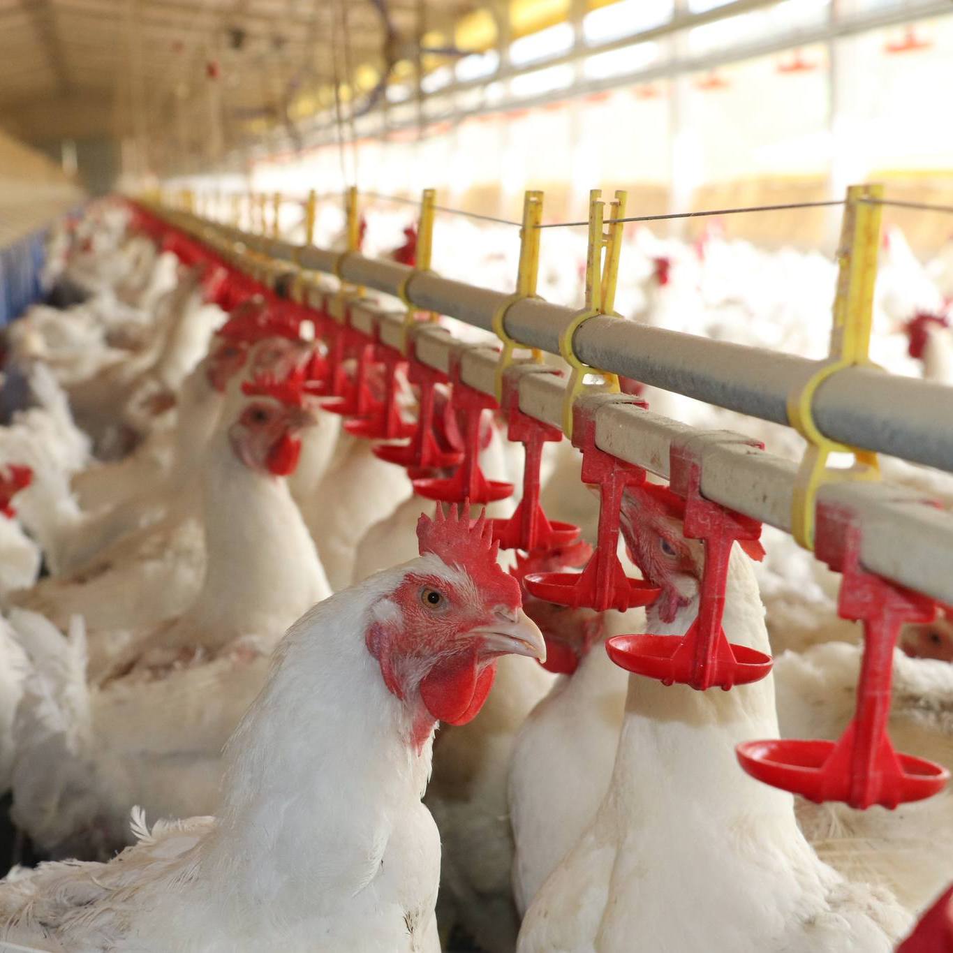 481675896_1312496093406512_5710407369096383519_n