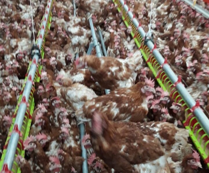 photo poulet pondeuse